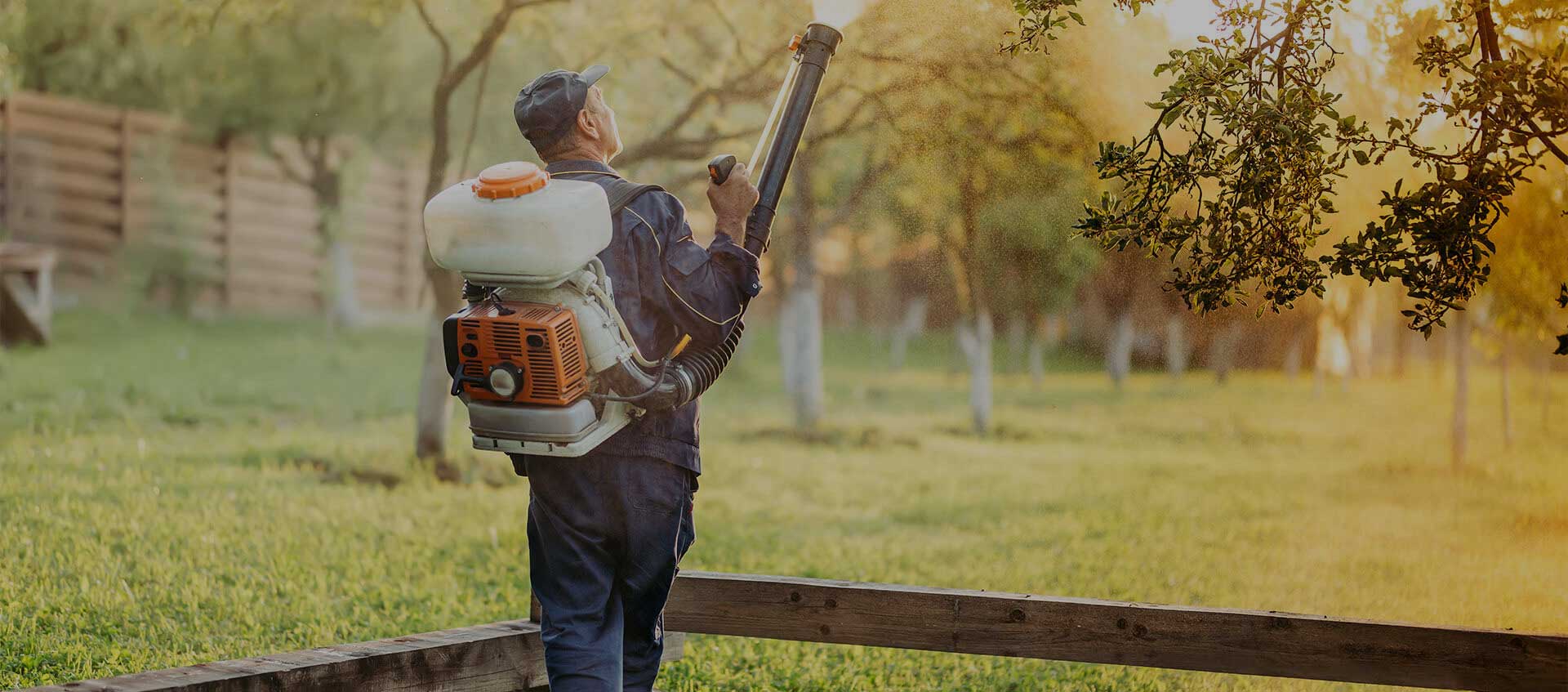 Bee Removal