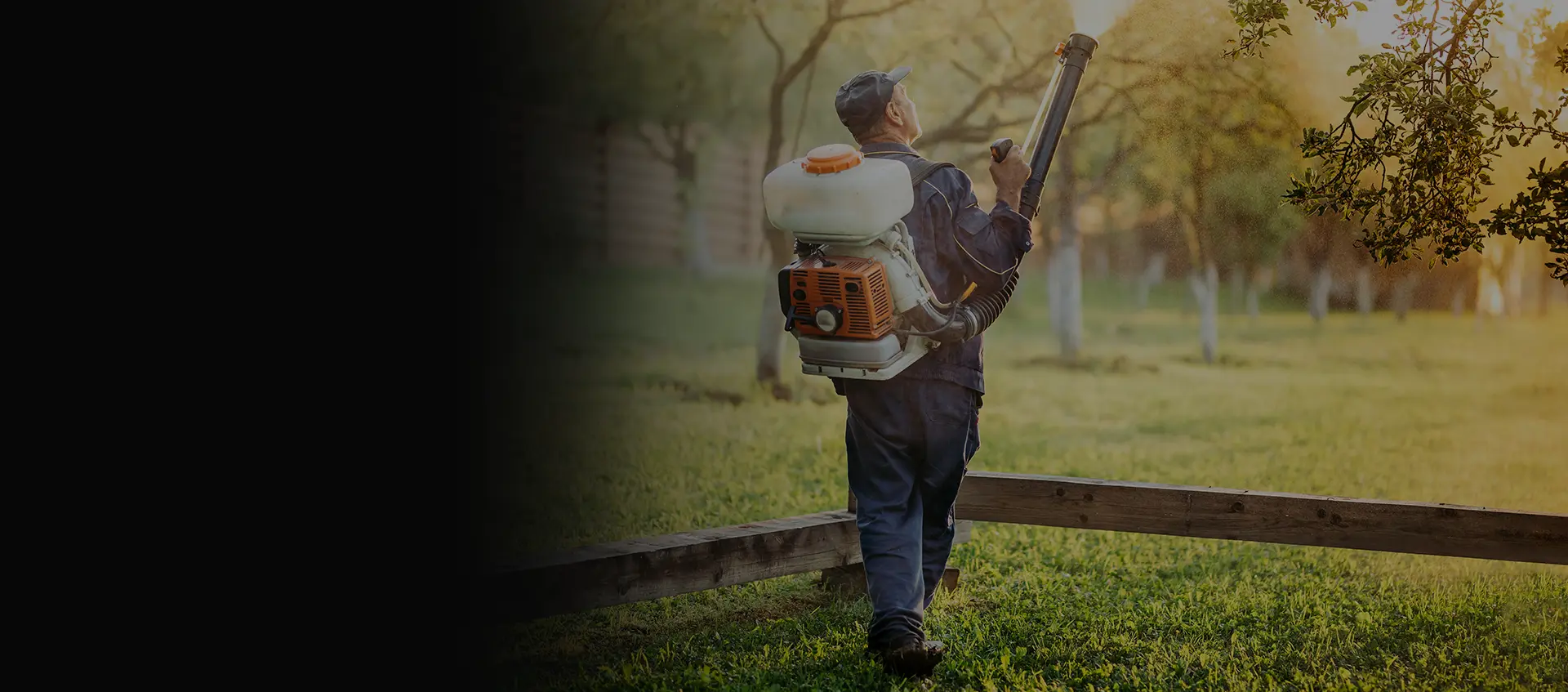 Bee Removal