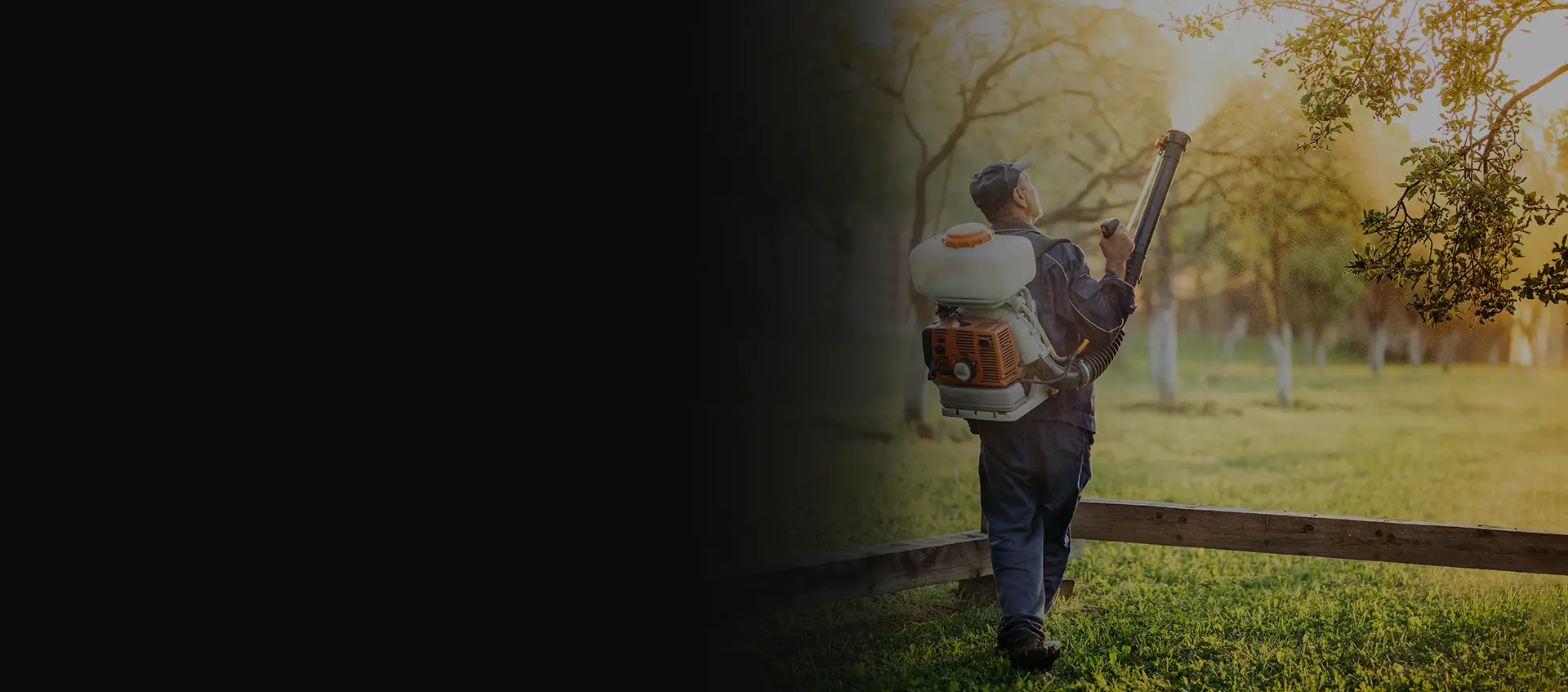Bee Removal