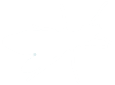 Insect flying