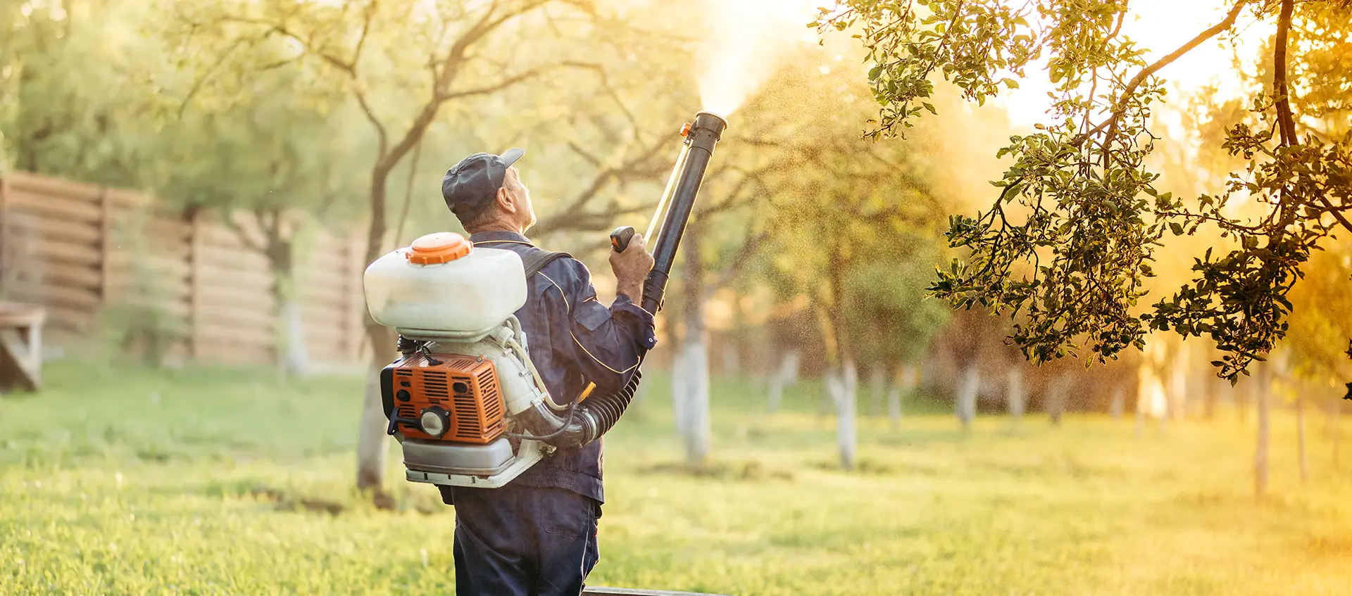 Bee Removal